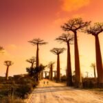 Best Things to Do in Madagascar