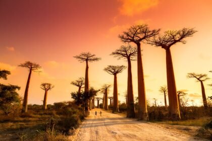 Best Things to Do in Madagascar